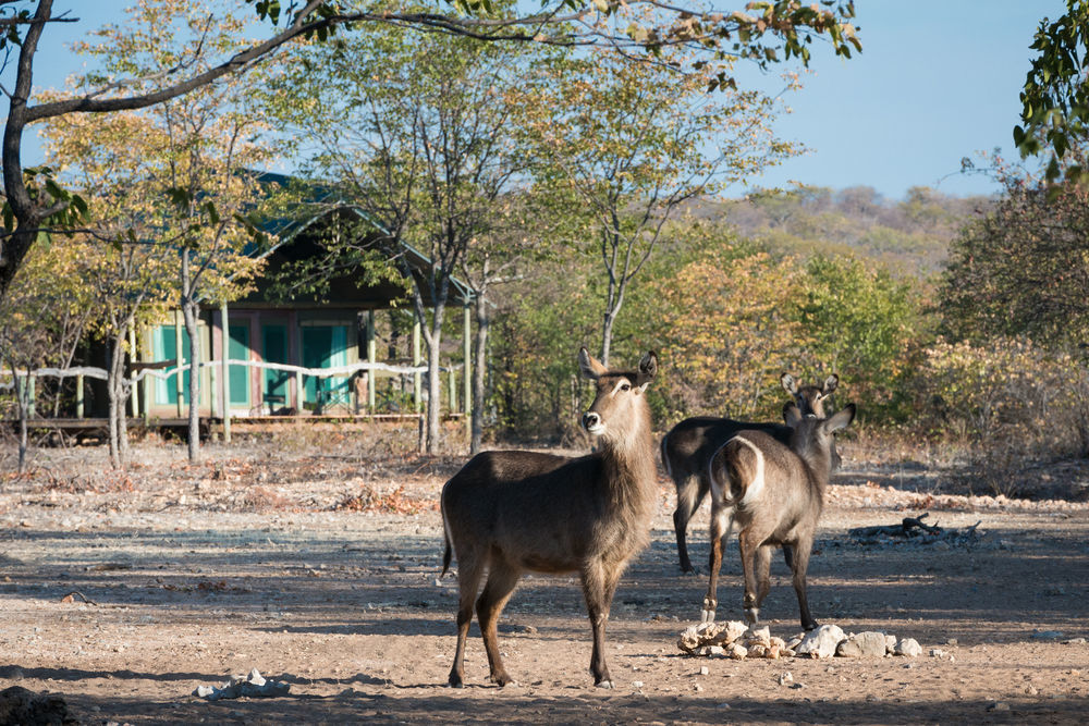 Ongava Tented Camp - All-Inclusive Okaukuejo Kültér fotó